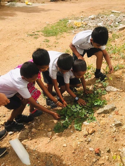 Plants around us - Activities 2022