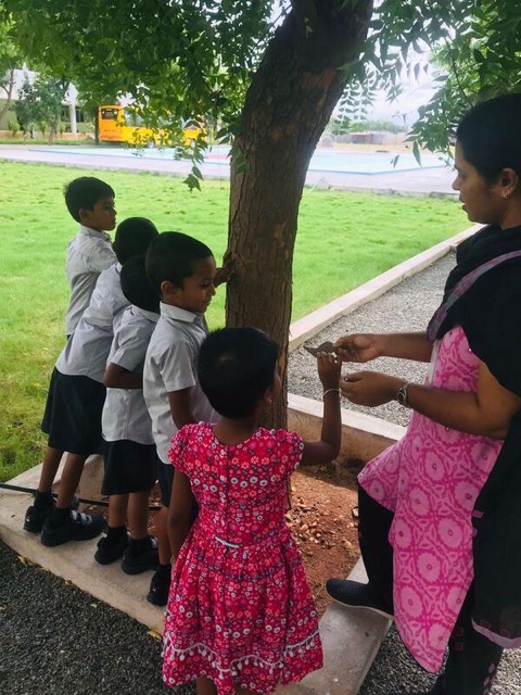 Plants around us - Activities 2022
